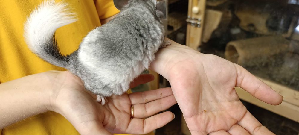 Шиншиллы в Ташкенте