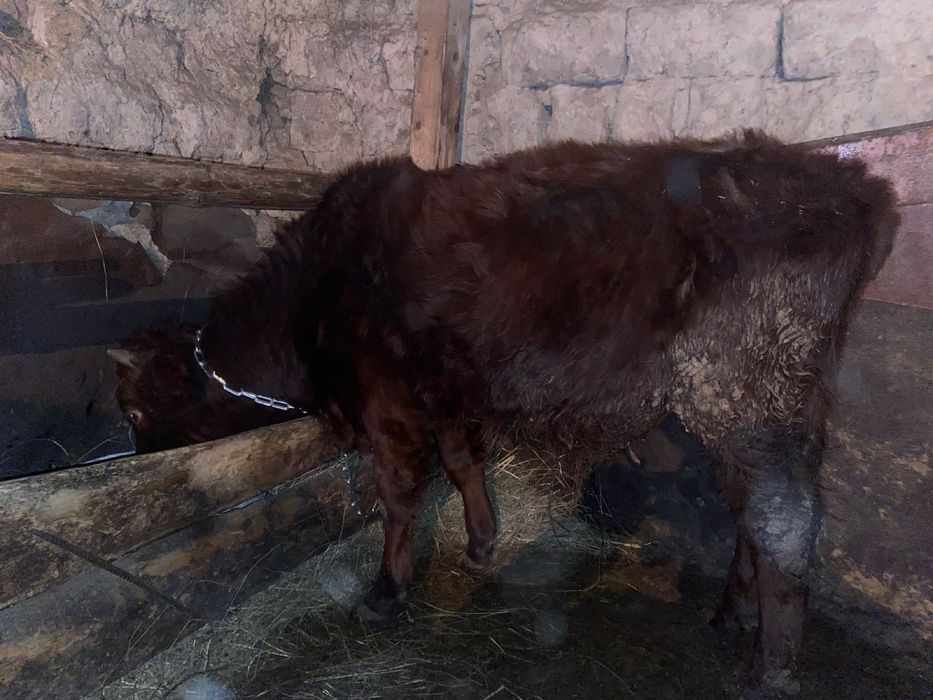 Бузау сатылады 3 бас