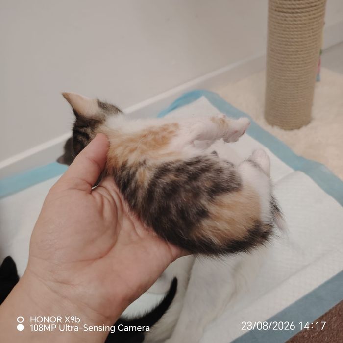 Котята      Марғау