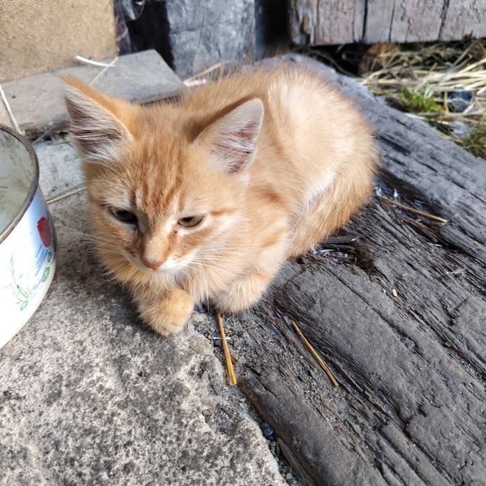 Отдам котят в добрые руки