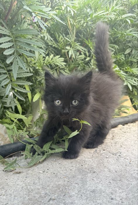 Отдам котят в надежные руки