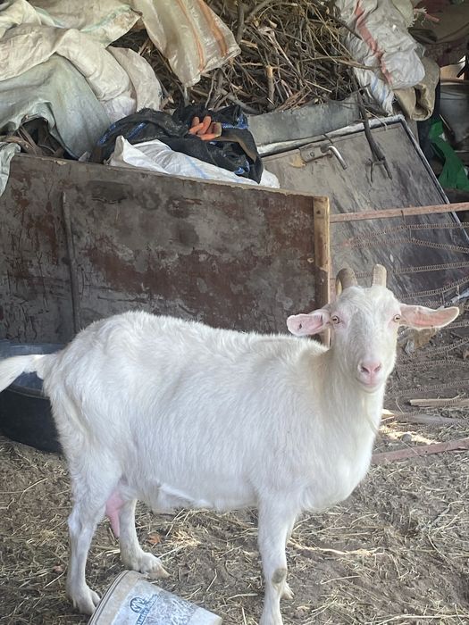 ешкі лағымен бірге