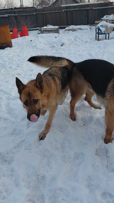 щенки немецкой овчарки