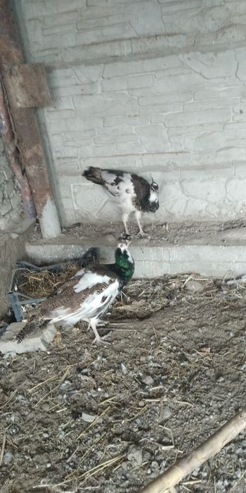 Arlikin tovus 9 oylik tani joni sogʻ