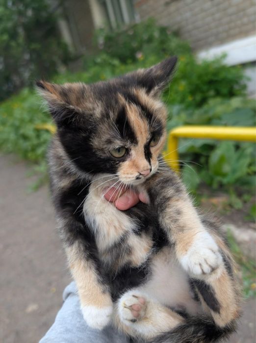 Отдадим маленьких котят