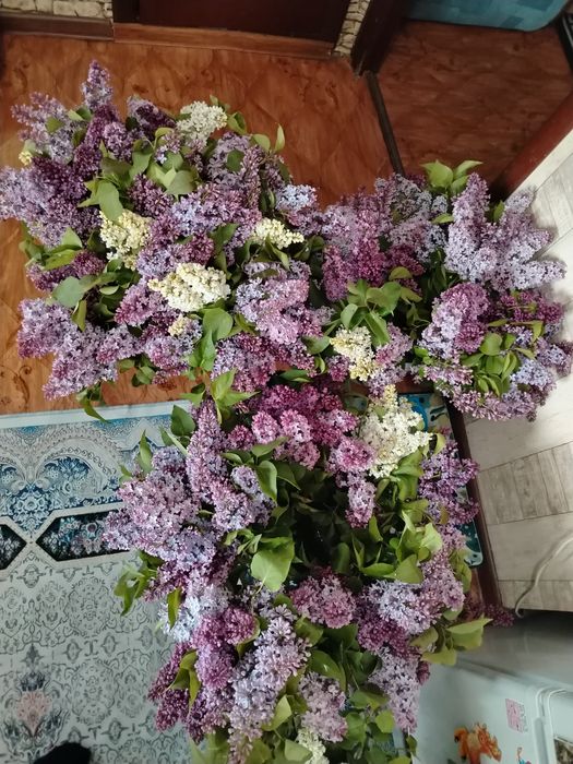 Свежий завоз 3000 б