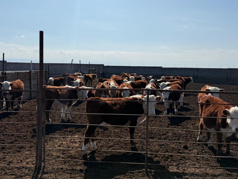 Племенной ақбас документімен