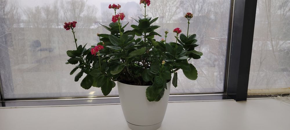 Продам укорененные черенки каланхоэ