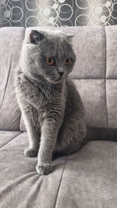 Skotish fold 1yosh 1 yarim oylik sotiladi