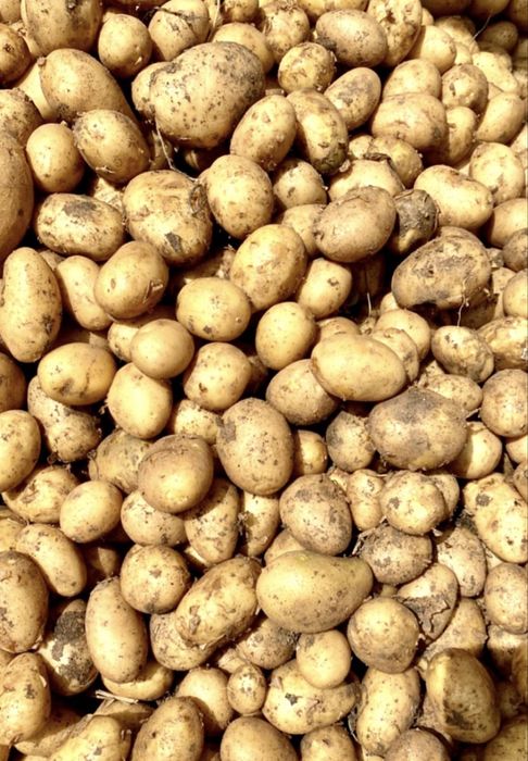 Семенная картошка