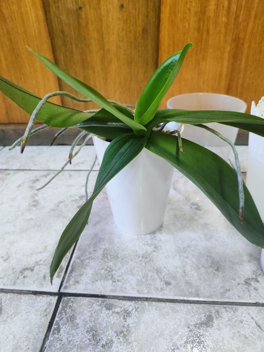 Орхидея лилава плюс 4 броя кашпи.