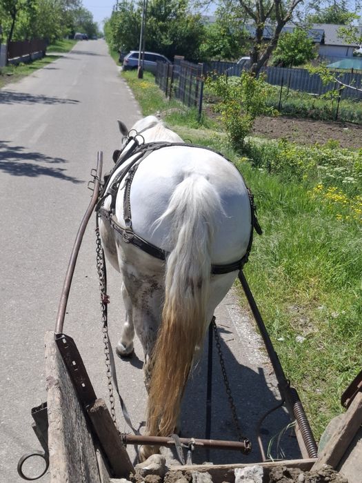 Cal de vânzare, iapă