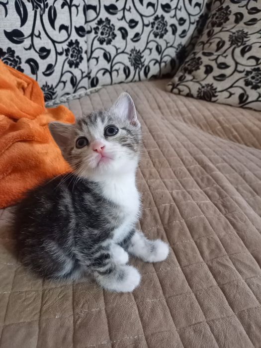 Отдам в добрые руки  три девочки