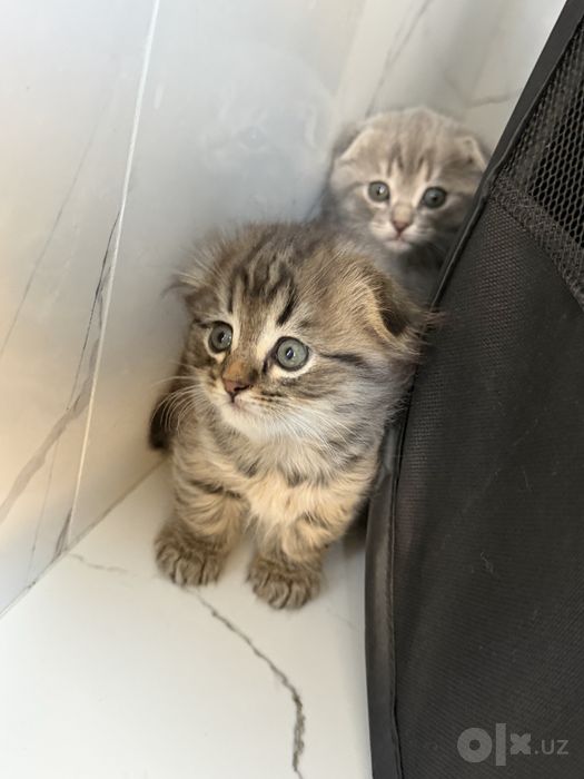 Котята скотиш фолда и скотиш страйта