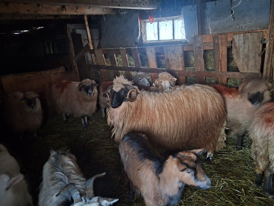 Berbec. De 2. Ani  schimb cu oi sau capre