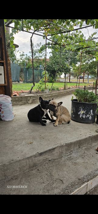 Френски булдог french bulldog