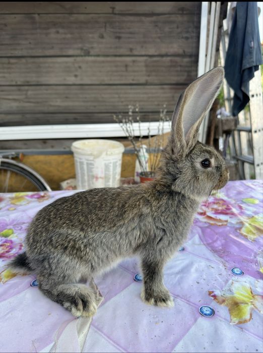 Urias German, Fluture German, Havana