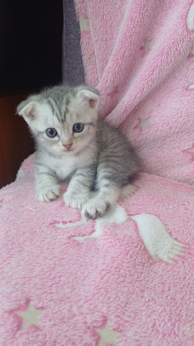 Котята британцы вислоухие