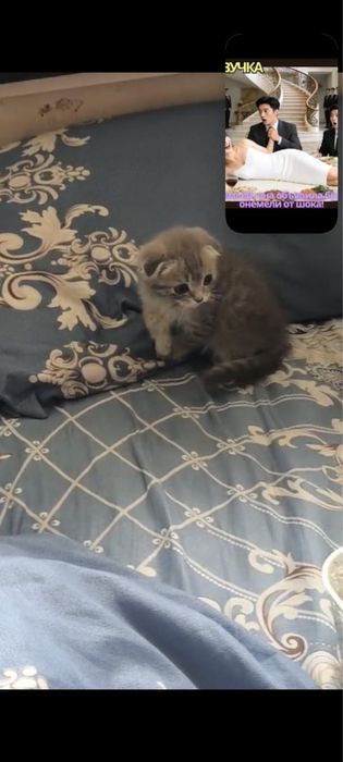 Scottish Fold