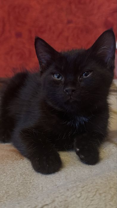 Черный котенок ищет дом
