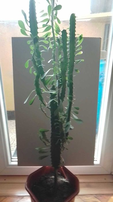 Кактус  - цвете -