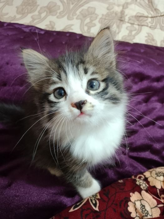 Қиз мушук хадяга