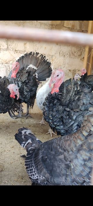 Индюктер сатылады Актау Рекон