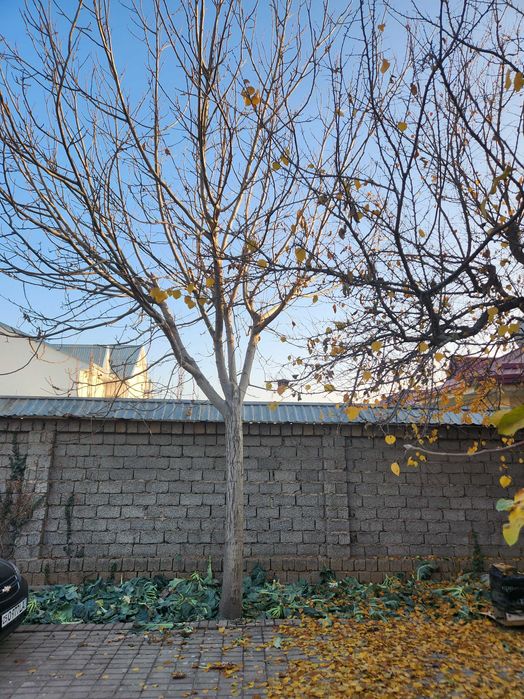 Дерево ореховое.