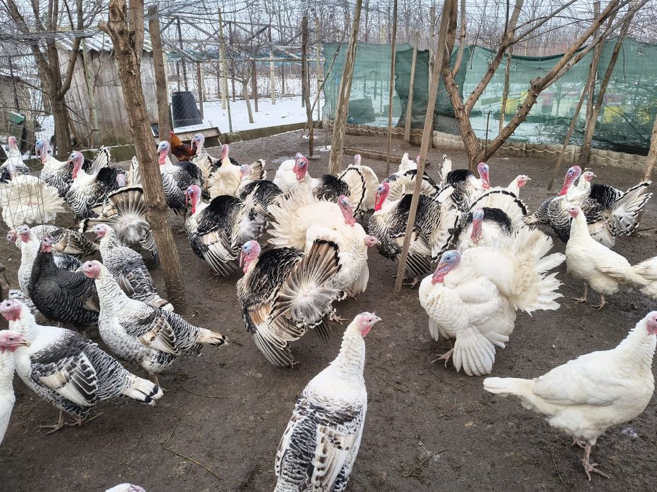 Vând curcani de curte