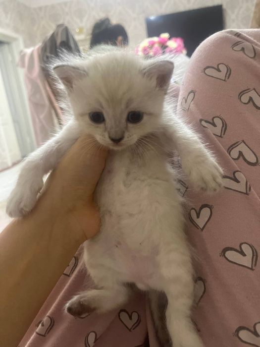 Котенок продистый