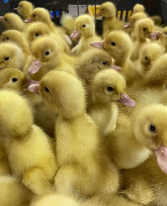 Утята  гусята цыплята