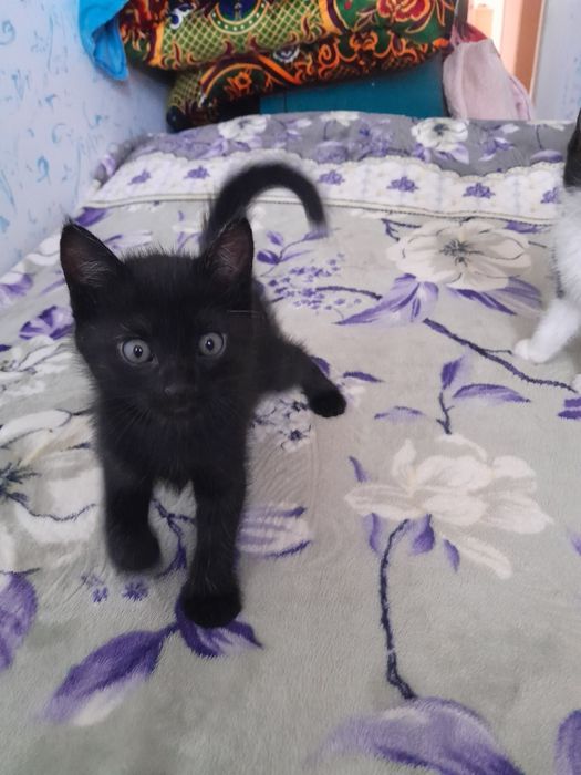 Мушукчаларим бор