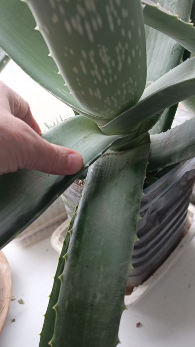 Алоэ. Лекарственное растение.