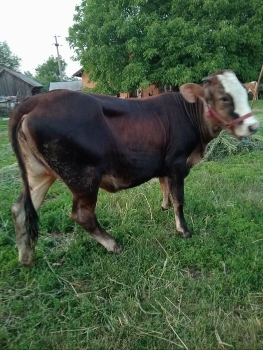 Vând vițică bălțată