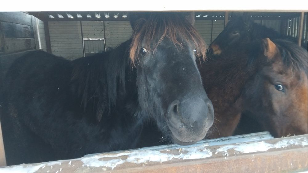 Продам лошадей в Акылбае