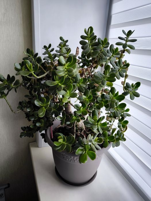 Денежное дерево крассула (толстянка)