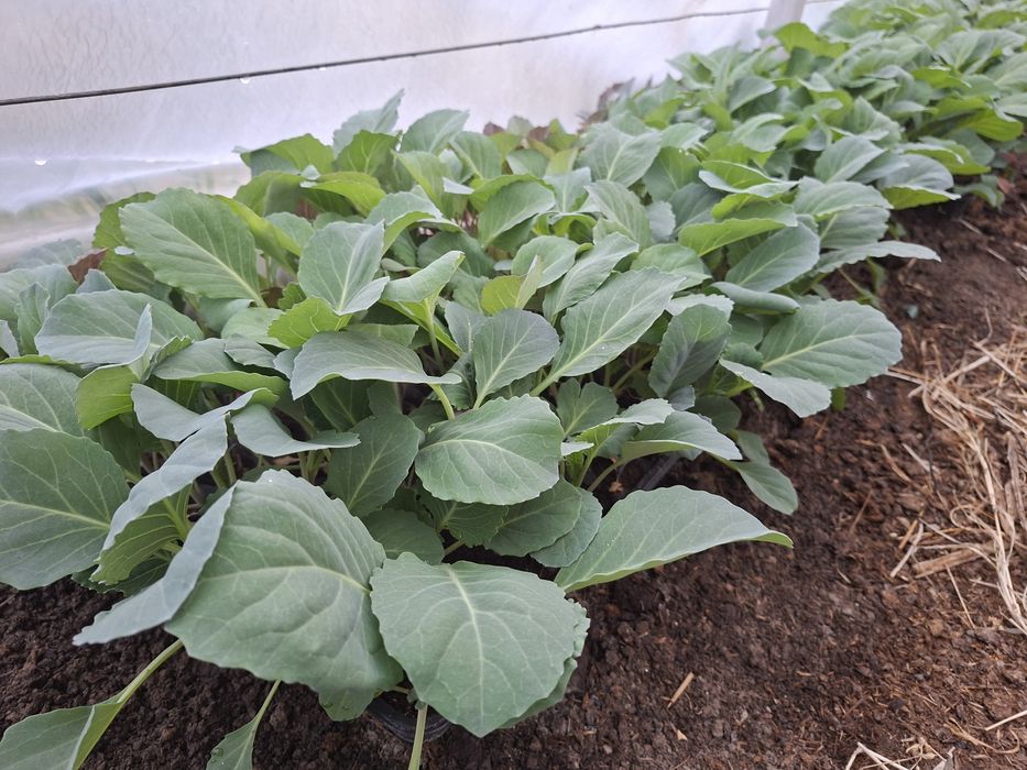Rasaduri legume productive !