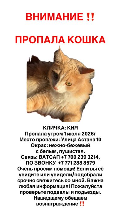 пропала кошка девочка
