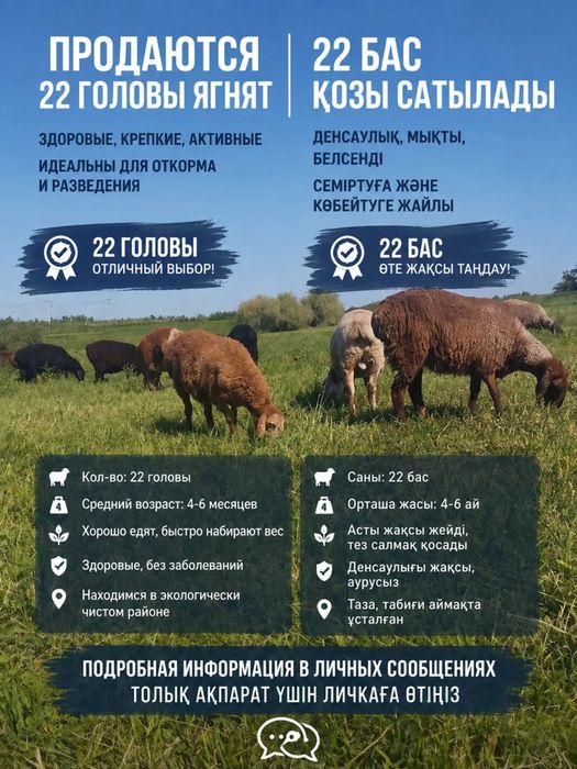 Ягната,қозылар 6-7 месяцев