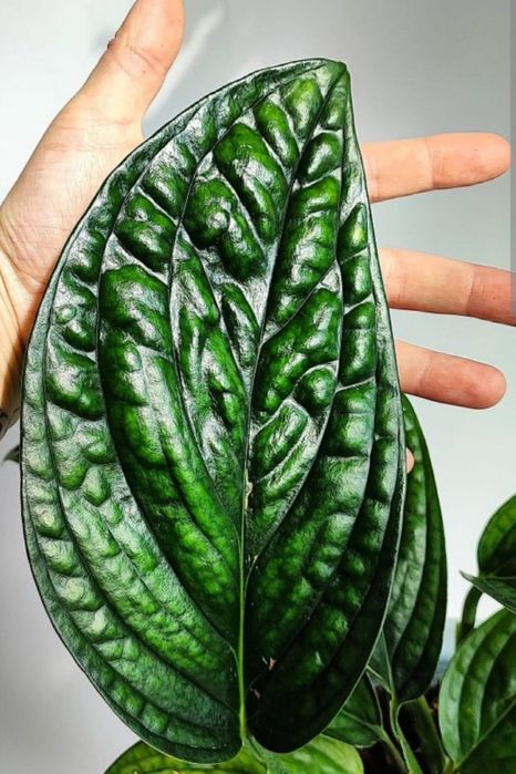 Монстера Карстенианум Перу.