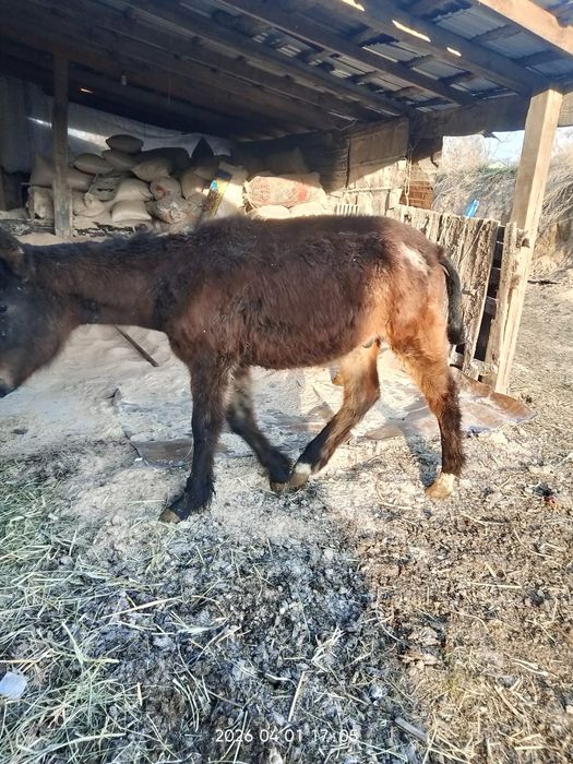 Продам хорошего жеребёнка