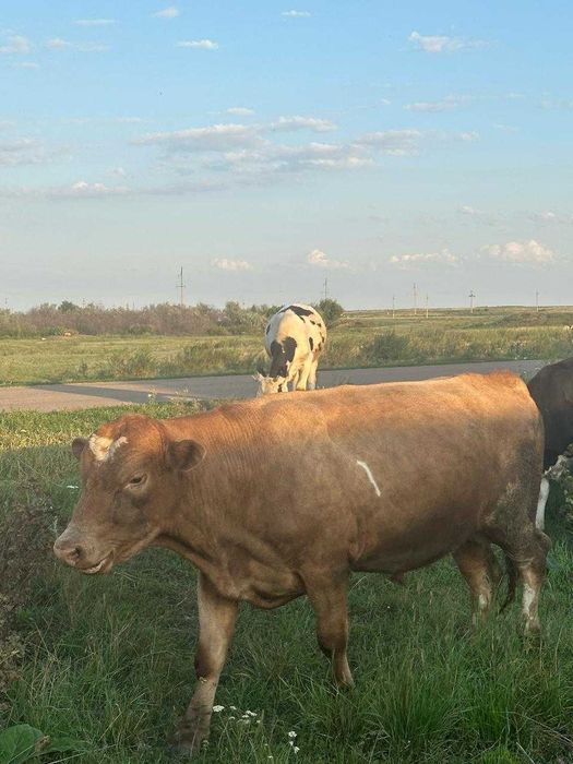 Продам бычков и телочек