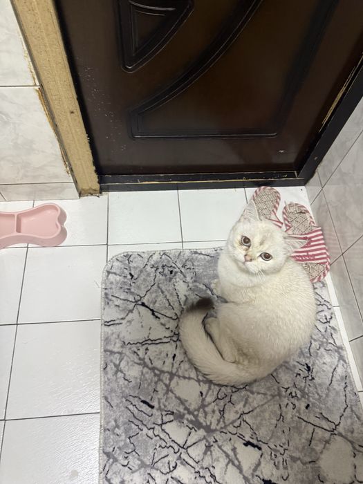 Shinshila sotladi o’g’il bolla