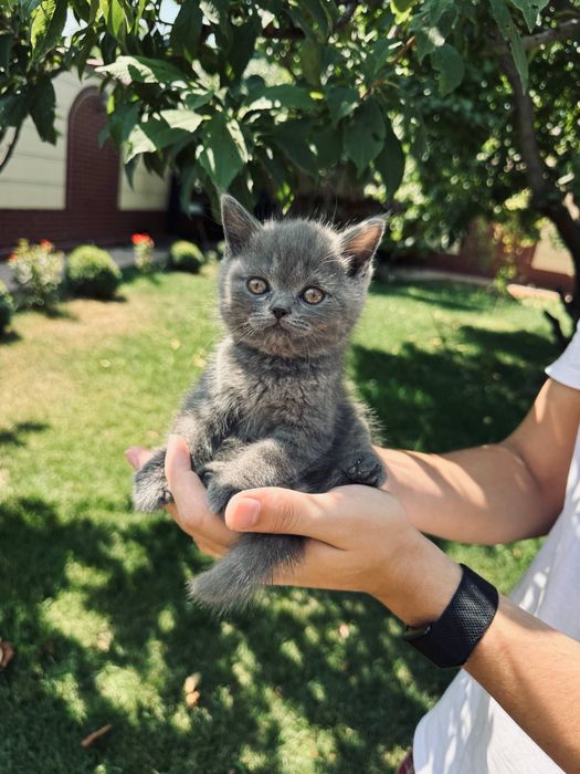 Скоттиш фолд котят