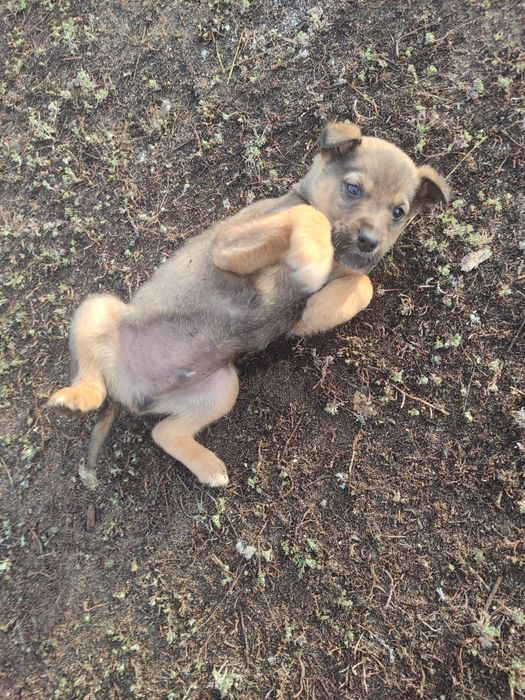 Щенки в добрые руки