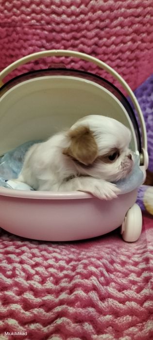 Мальчик японского хина.