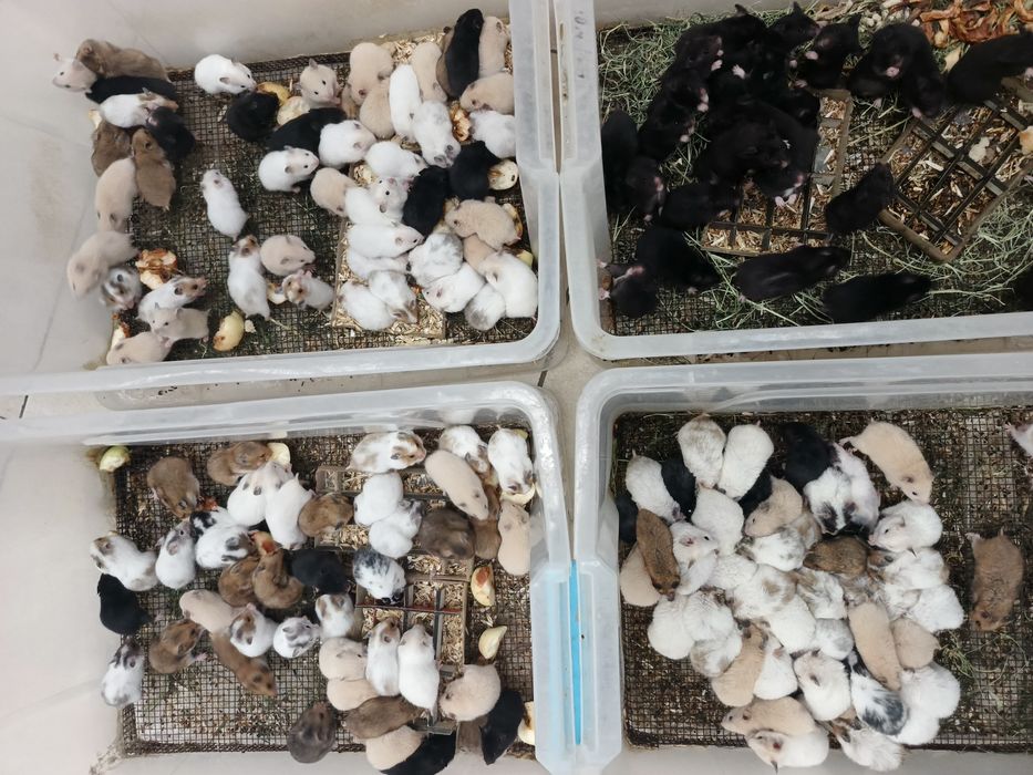 Хомички оптом хомяк