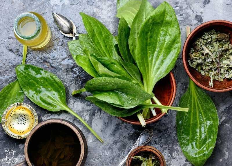 Sirop de Patlagina, Soc sau Menta