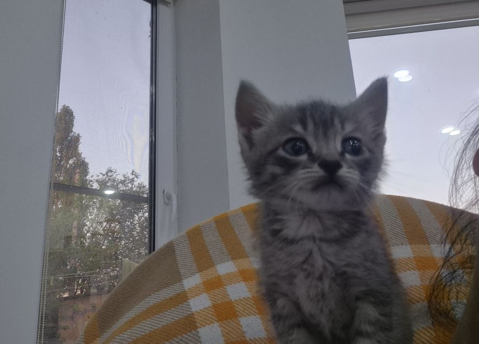 Котенок-мальчик в добрые руки