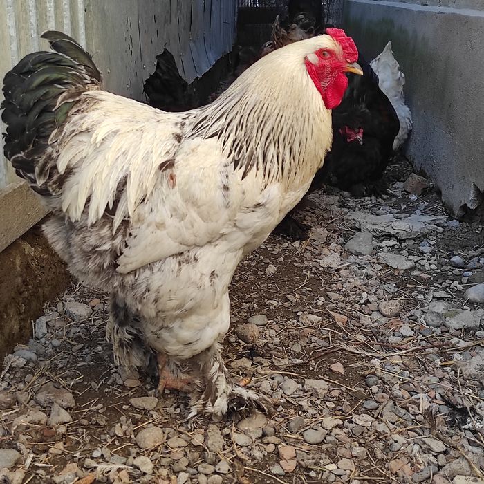 Продам петуха майского